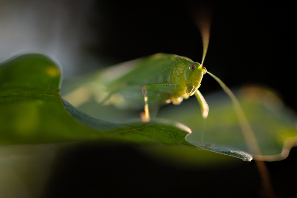 Phaneroptera nana - pontozott repülőszöcske
