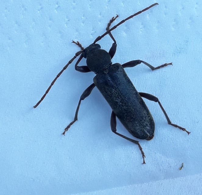 Trichoferus campestris - szállóvendég éjicincér