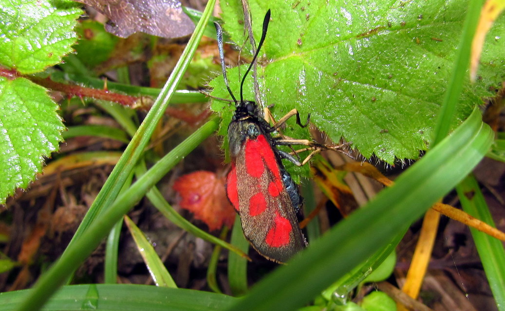 Zygaena loti - közönséges csüngőlepke