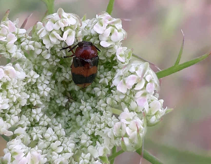 Coptocephala unifasciata - sárgalábú hullóbogár