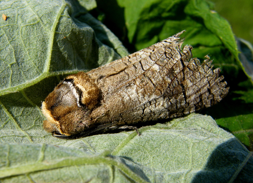 Cossus cossus - fűzfarontólepke