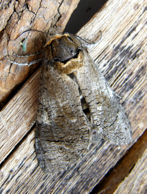 Cossus cossus - fűzfarontólepke