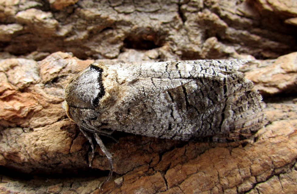 Cossus cossus - fűzfarontólepke