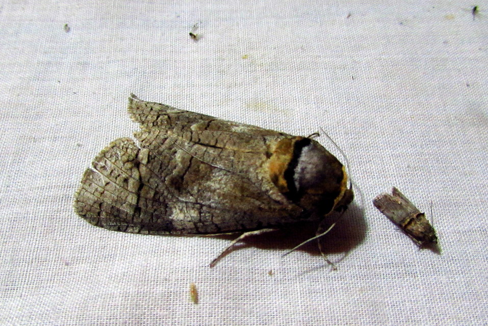 Cossus cossus - fűzfarontólepke