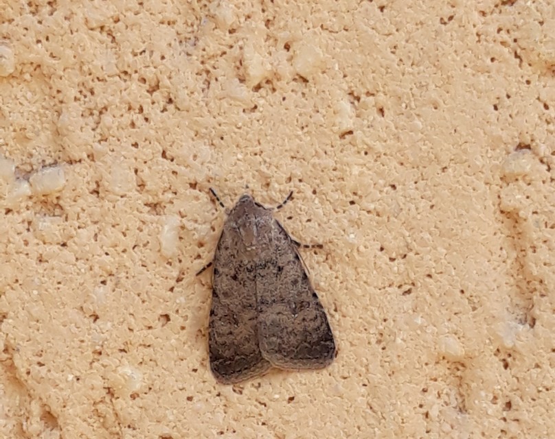 Paradrina clavipalpis - közönséges selymesbagoly