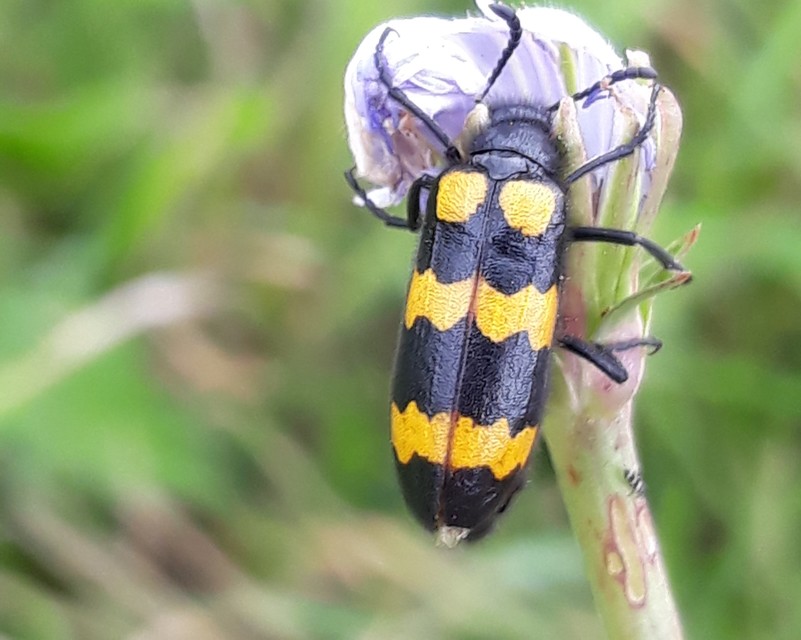 Mylabris variabilis - szalagos hólyaghúzó Mylabris variabilis - szalagos hólyaghúzó