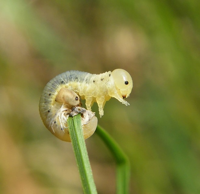 Hymenoptera - Hártyásszárnyúak