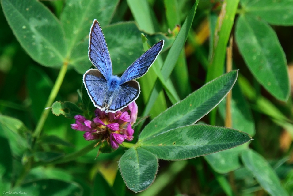 Cyaniris semiargus - aprószemes boglárka