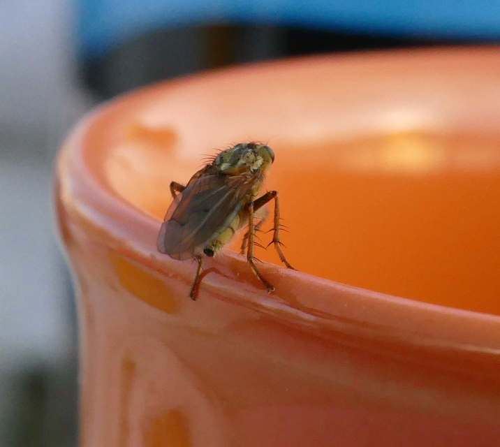 Scathophaga stercoraria - közönséges trágyalégy