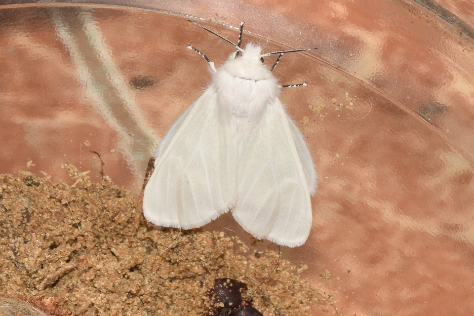 Leucoma salicis - fűzfaszövő