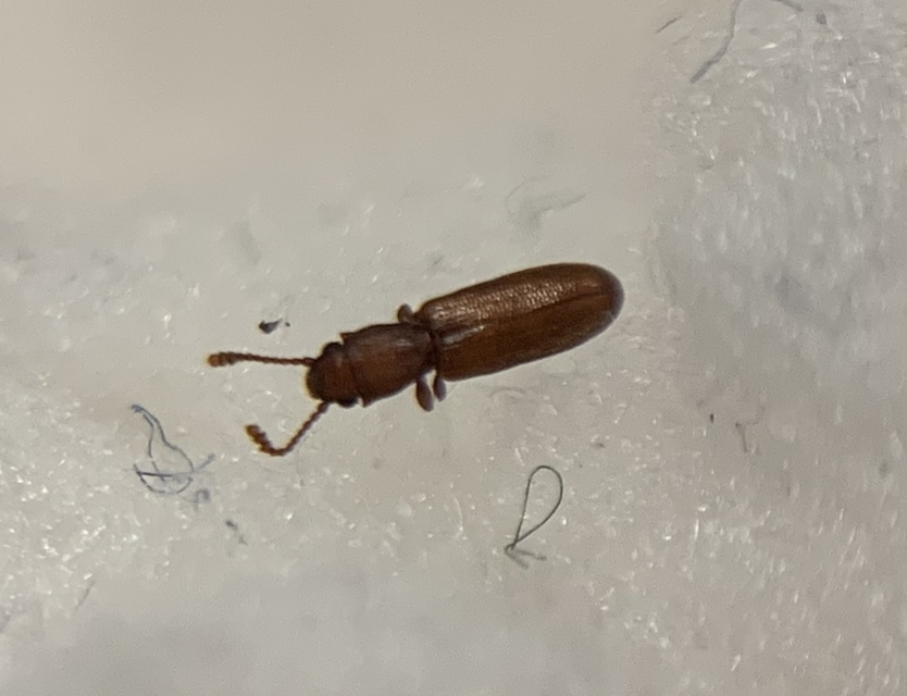 Silvanus unidentatus - rozsdás fogasnyakú-lapbogár