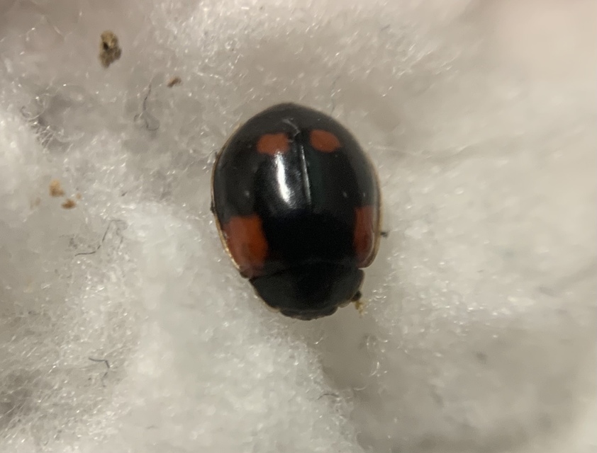 Adalia bipunctata - kétpettyes katica