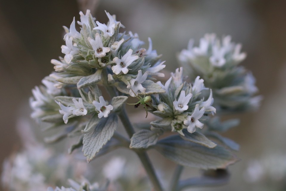 Ebrechtella tricuspidata - alakoskodó karolópók