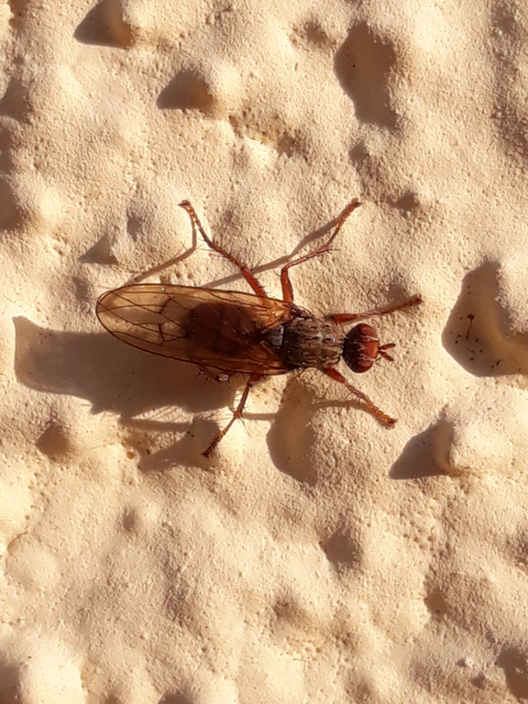 Scathophagidae