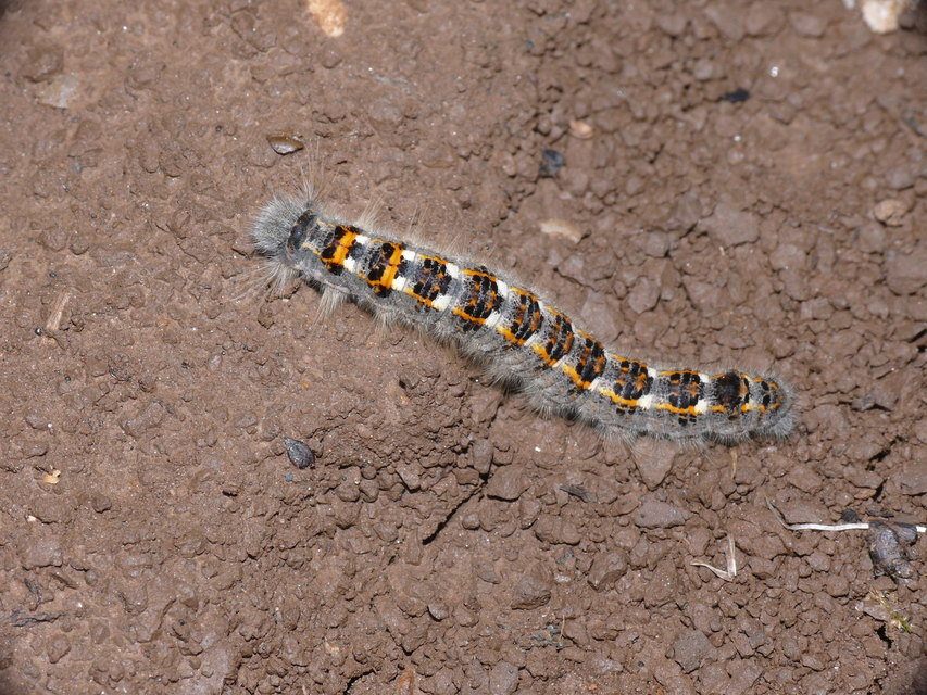 Phyllodesma ilicifolia - cserlevélpohók