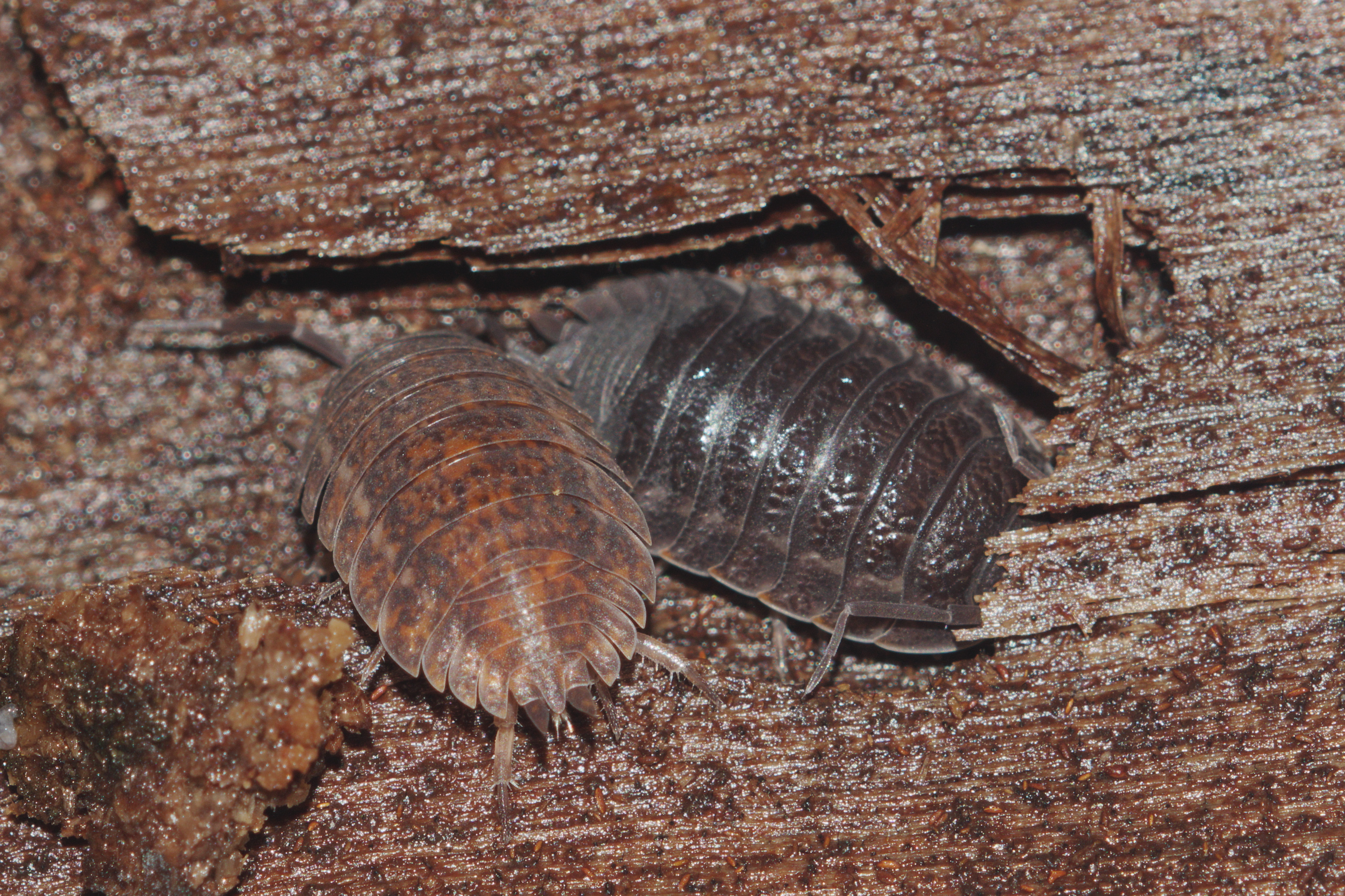 Trachelipus difficilis - hegyi márványosászka