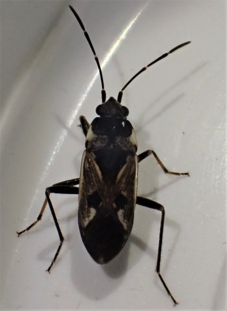 Rhyparochromus vulgaris - közönséges díszesbodobács