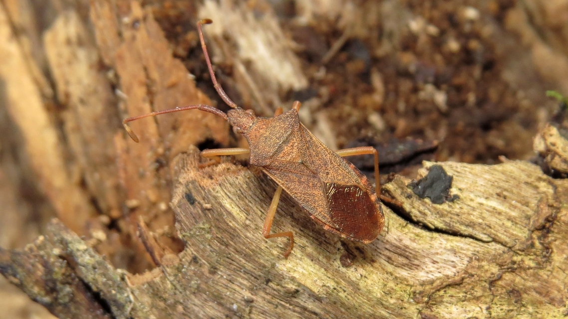 Gonocerus acuteangulatus - aranypetés karimáspoloska