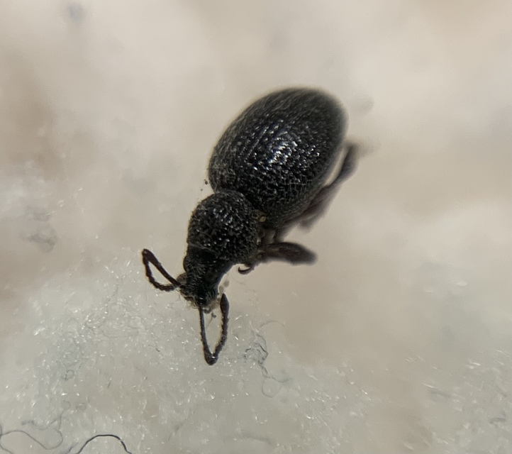 Otiorhynchus ovatus - apró gyalogormányos