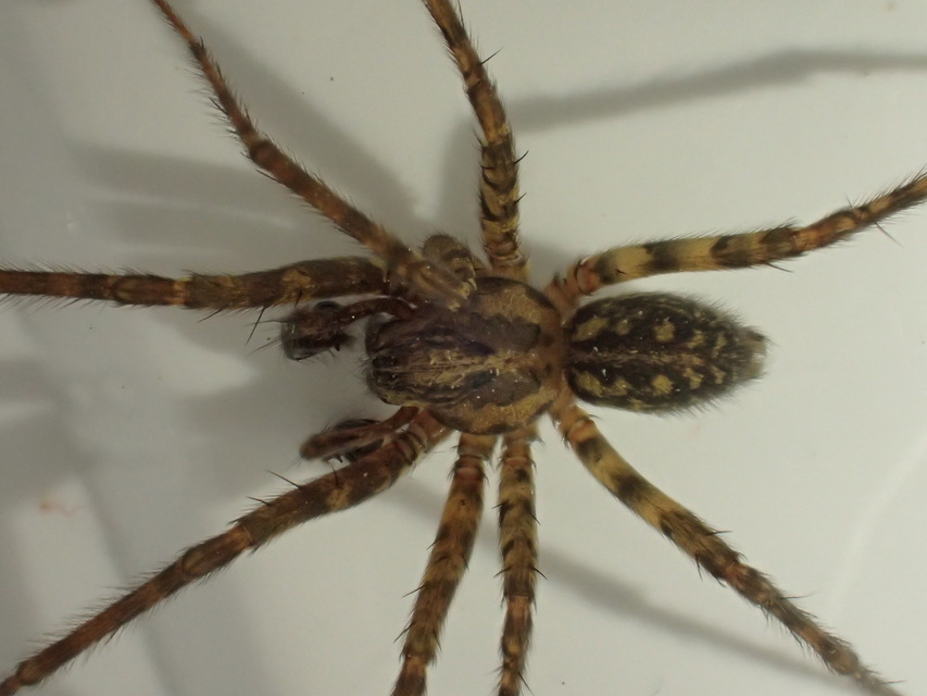 Tegenaria ferruginea - hegyi zugpók