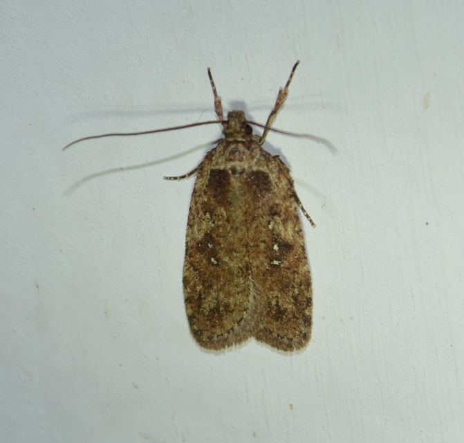 Agonopterix