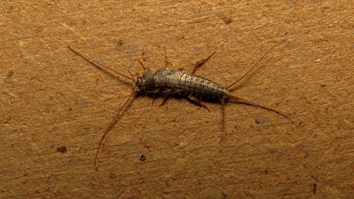 Ctenolepisma lineatum - sávos ősrovar