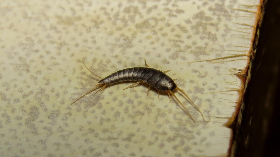 Lepisma saccharinum - ezüstös ősrovar
