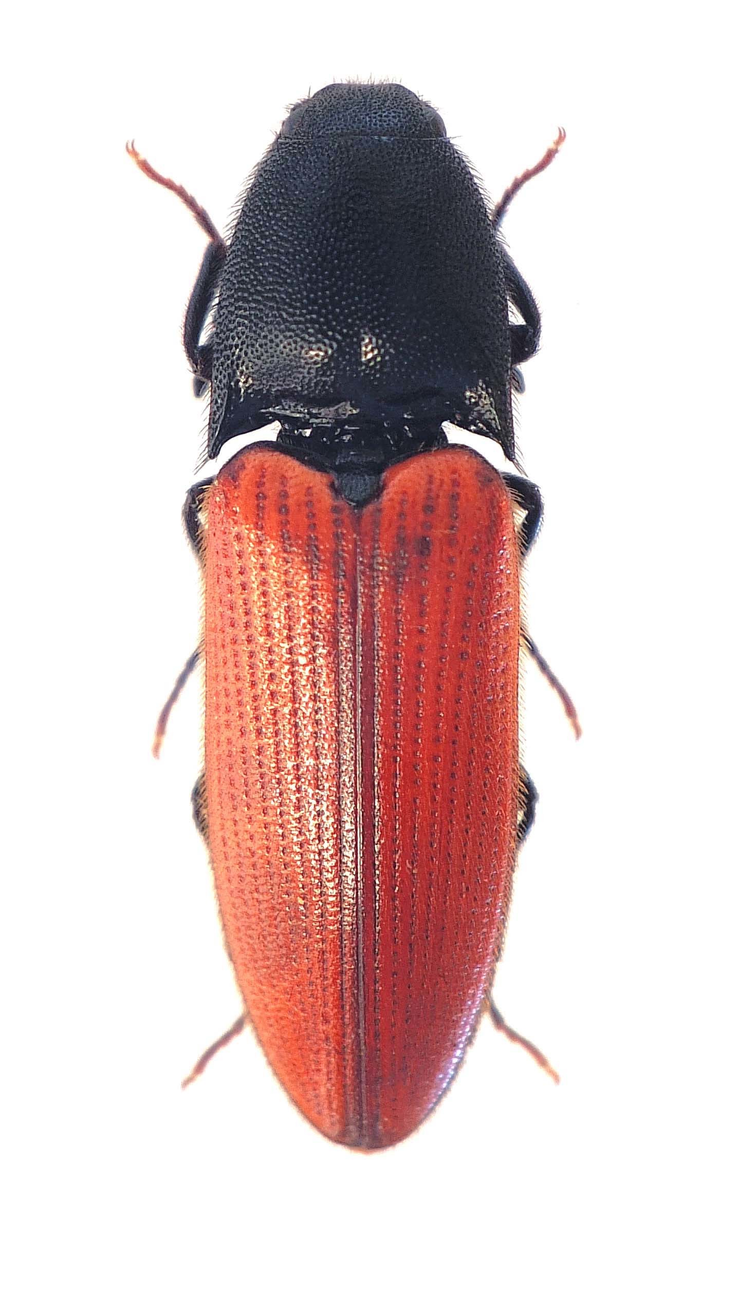 Ampedus cardinalis - kardinális-pattanó