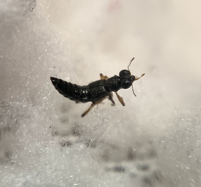 Stenus ochropus - fényes szemesholyva Stenus ochropus - fényes szemesholyva