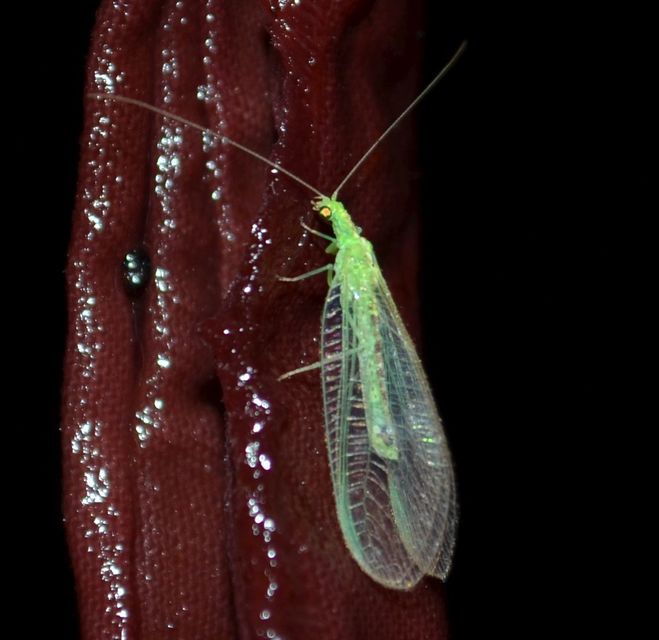 Chrysopidae - zöldfátyolkák