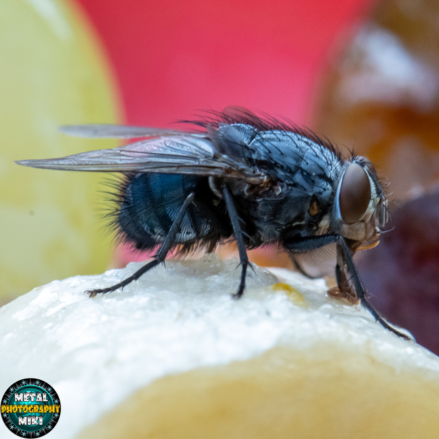 Calliphora vicina - kék dongólégy