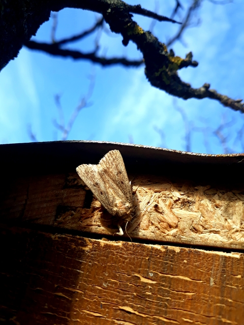 Amphipyra tragopoginis - bakszakállbagoly