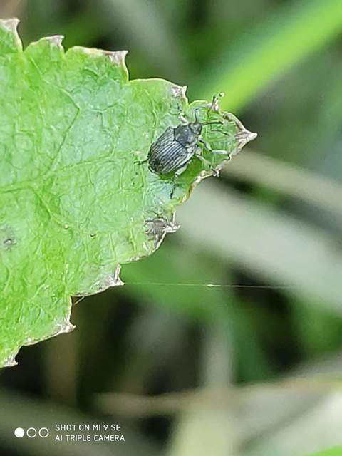 Ceutorhynchus obstrictus - repcebecő-ceutormányos