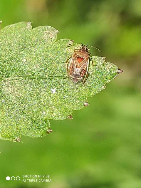 Kleidocerys resedae - nyírbodobács
