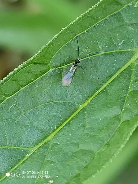 Braconidae - gyilkosfürkészek