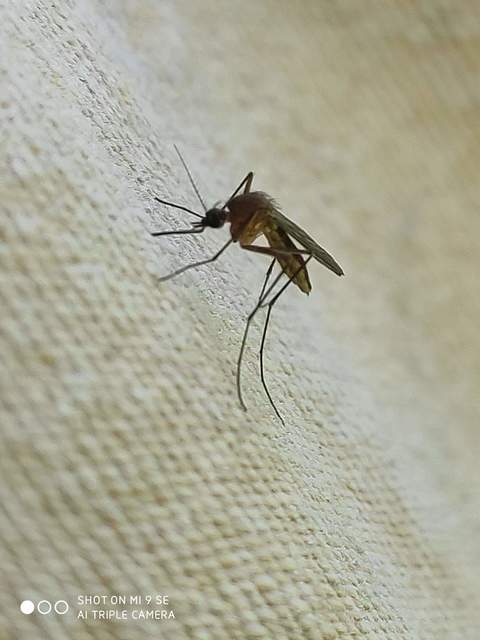 Culicidae - csípőszúnyogok
