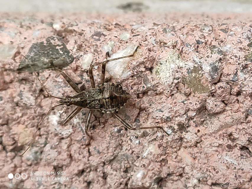 Himacerus