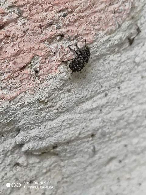 Anthribus nebulosus - ködfoltos pajzstetvész-orrosbogár