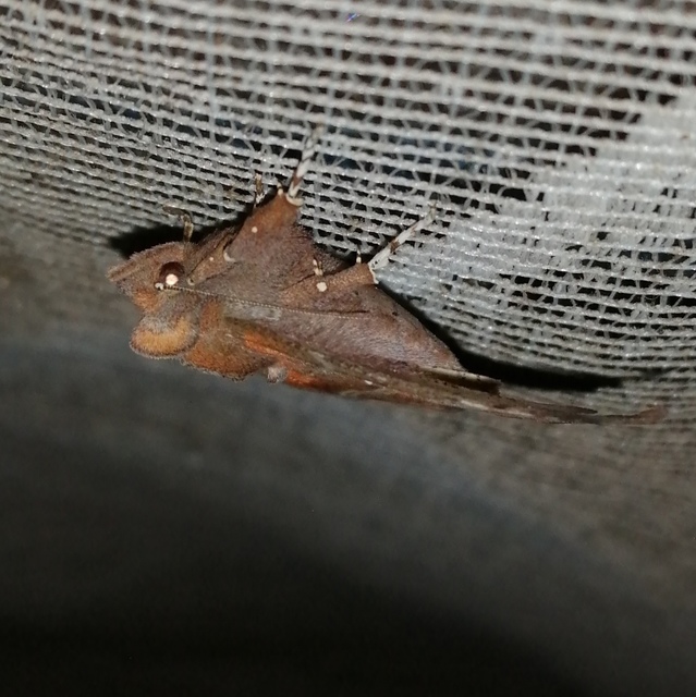 Scoliopteryx libatrix - vörös csipkésbagoly