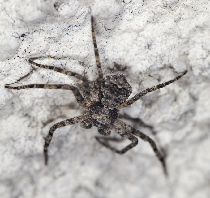 Philodromus poecilus - cifra karolópók