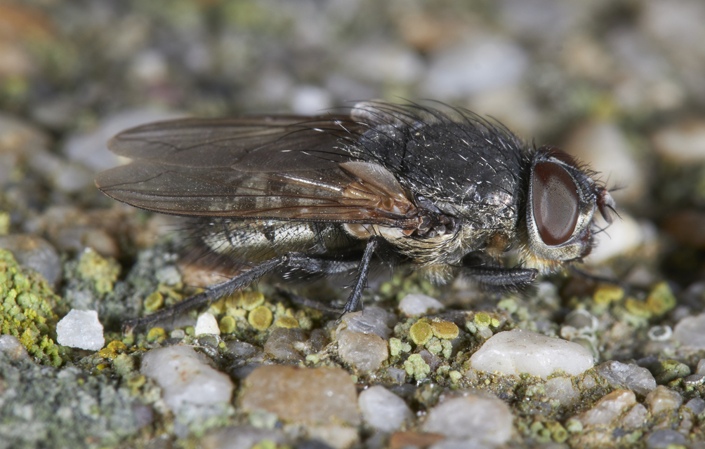 Pollenia