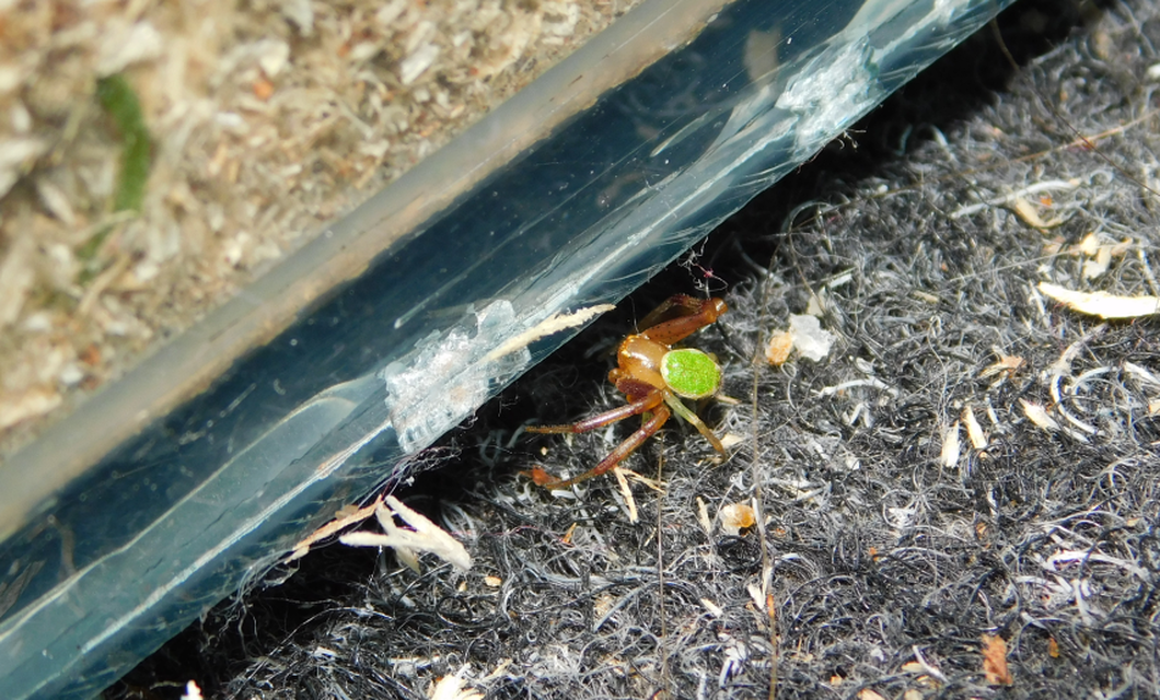 Ebrechtella tricuspidata - alakoskodó karolópók