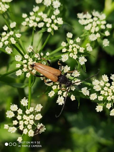 Stictoleptura rubra - vörös virágcincér