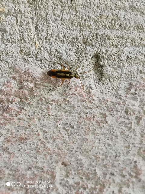 Stenotus binotatus - kétfoltos mezeipoloska