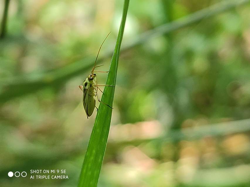 Stenotus binotatus - kétfoltos mezeipoloska