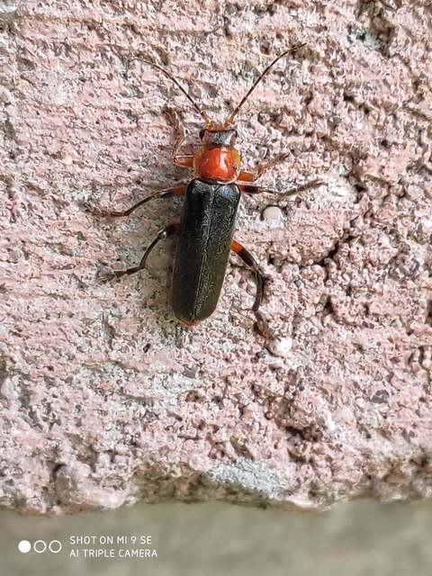 Cantharis livida - mezei lágybogár
