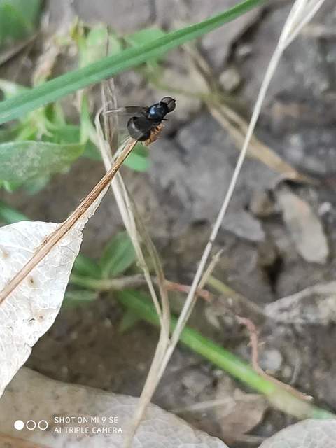 Pachygaster atra - fekete tüskéslégy