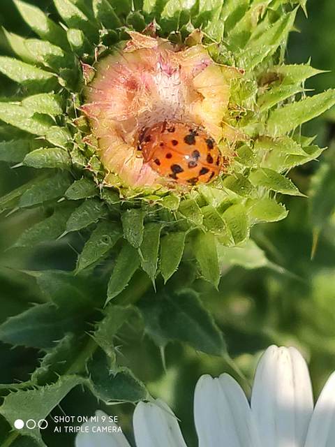 Subcoccinella vigintiquatuorpunctata - lucernaböde