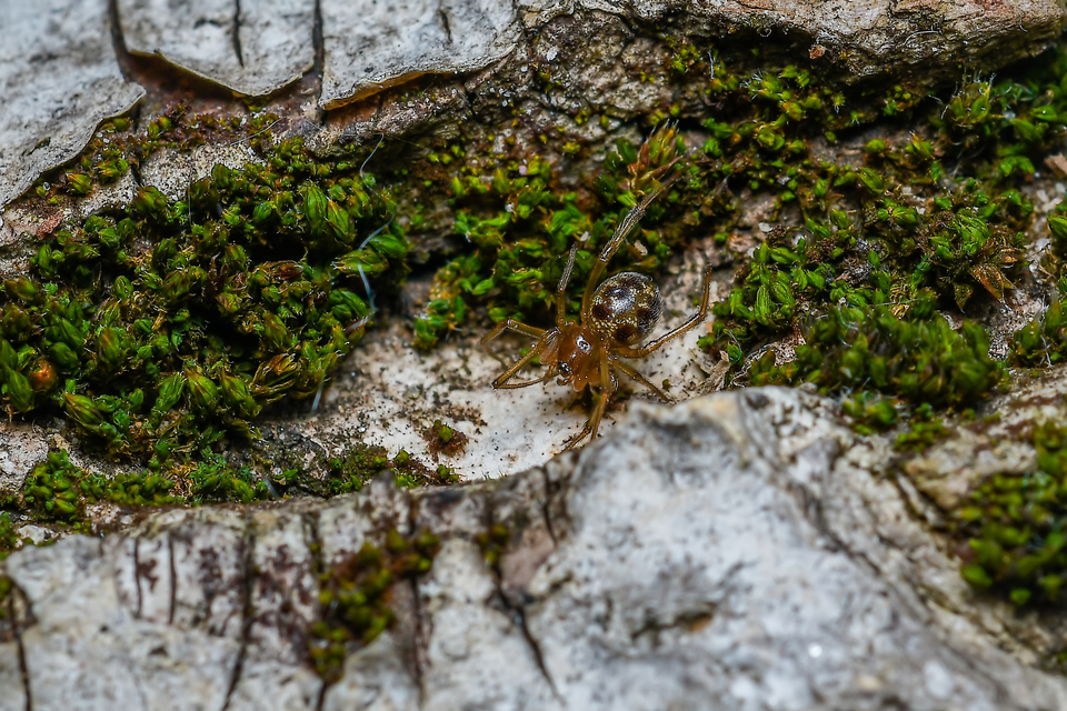 Steatoda grossa - nagy faggyúpók