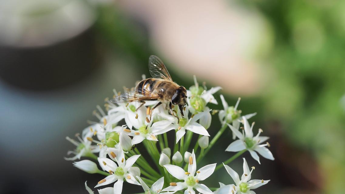 Eristalis tenax - közönséges herelégy